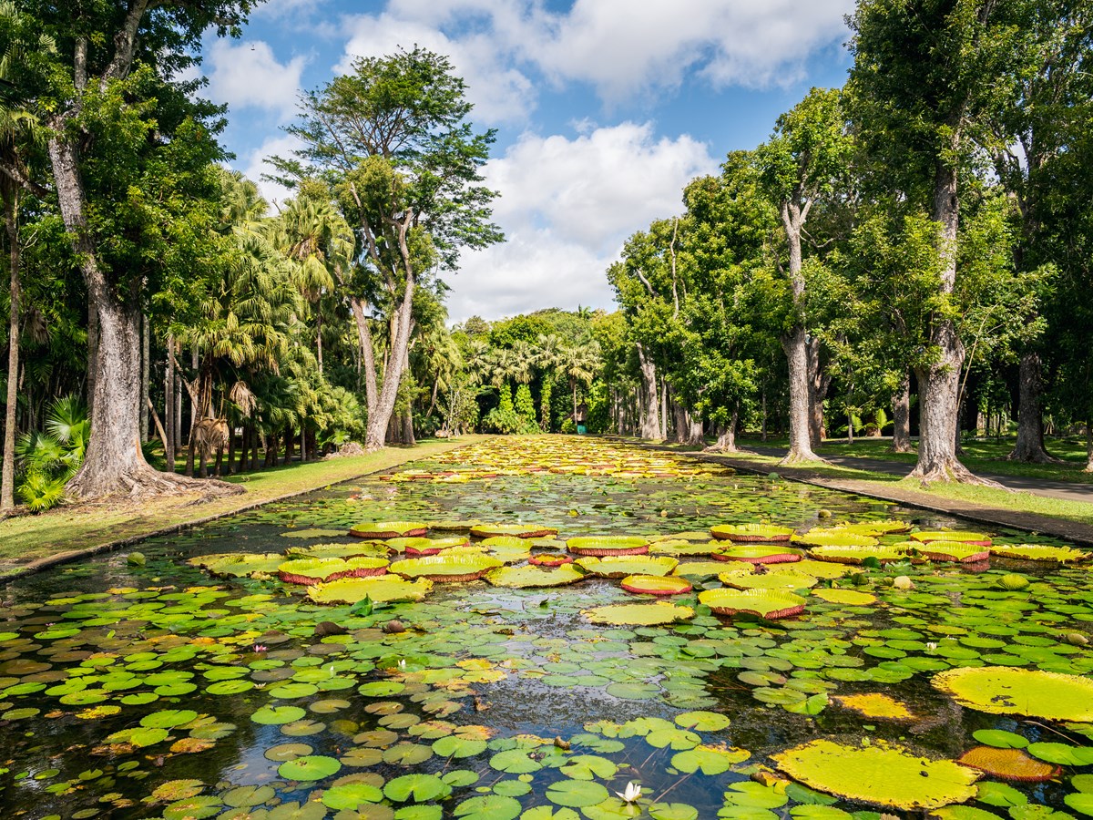 Jardin De Pamplemousses Le Guide Complet Mauritius Travel jardin-de-pamplemousses-le-guide-complet-mauritius-travel
