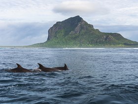 Dauphins à l'île Maurice