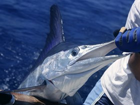 Pêche au gros à Rodrigues