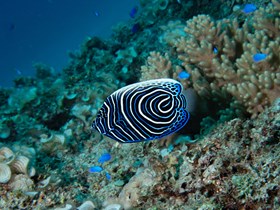 Plongée au Morne