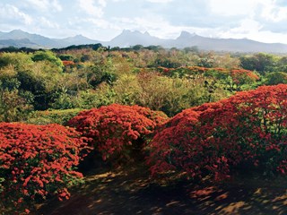 Quand partir à l'île Maurice, la meilleure saison pour voyager