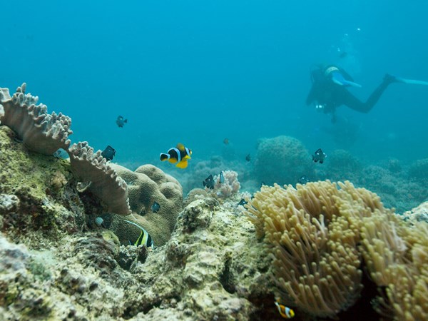 Un lagon vivant, entre coraux et poissons