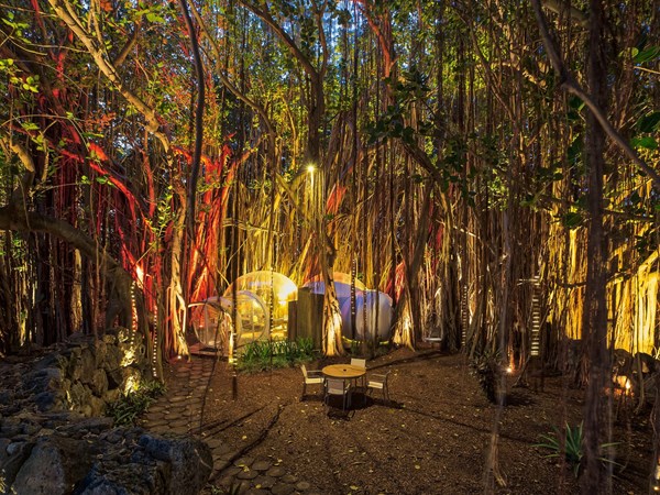 Banyan Tree Bubble