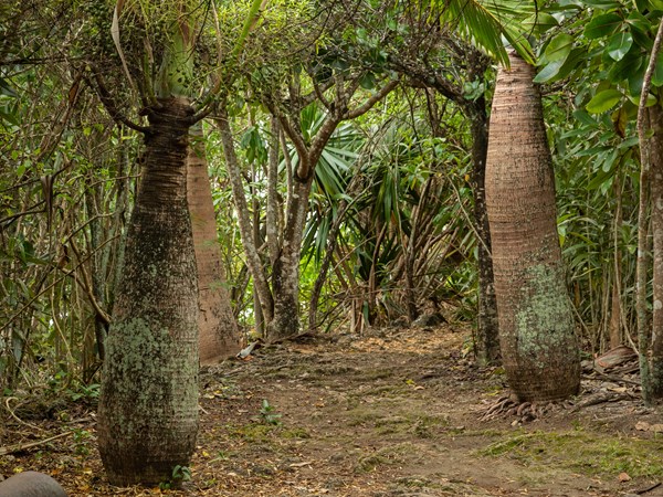 Avec votre tribu, traversez et découvrez ce joyau mauricien.