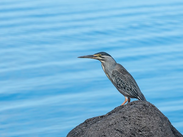 Observez le Héron strié
