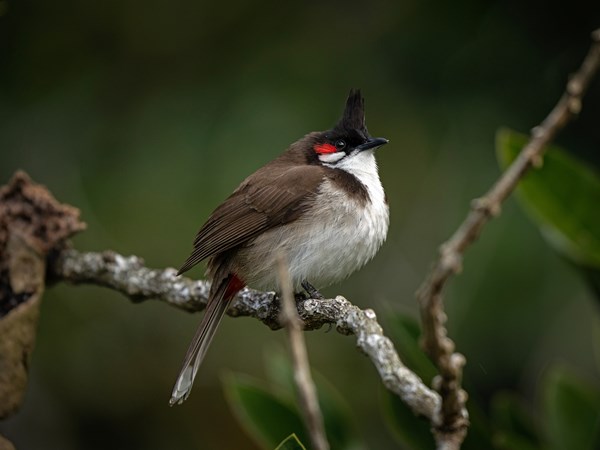 Bulbul à moustaches rouges dans la forêt