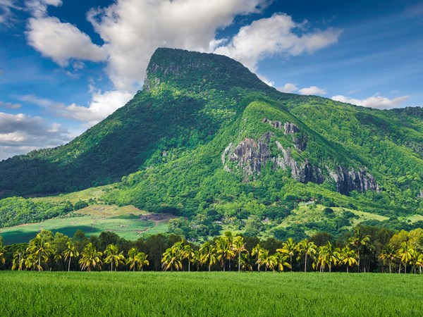 La végétation luxuriante de la montagne du Lion