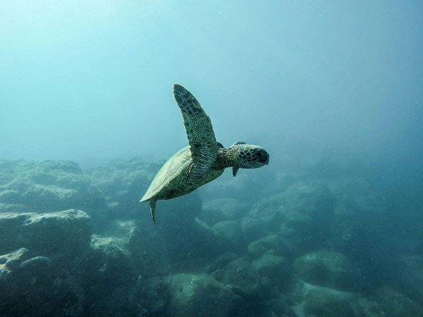 Explorez les fonds marins