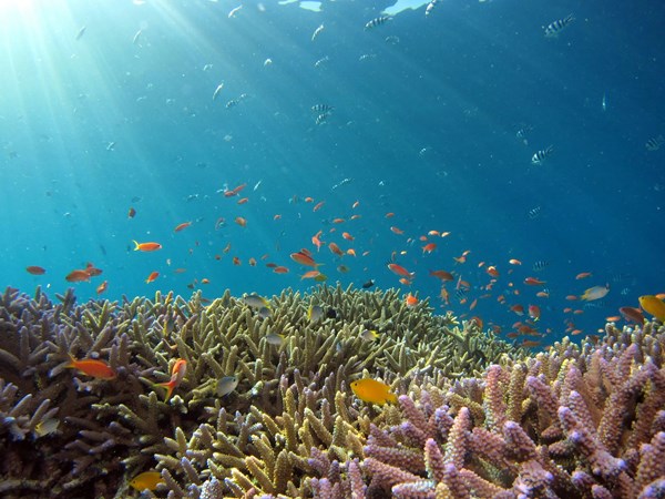 Des exceptionnels fonds marins