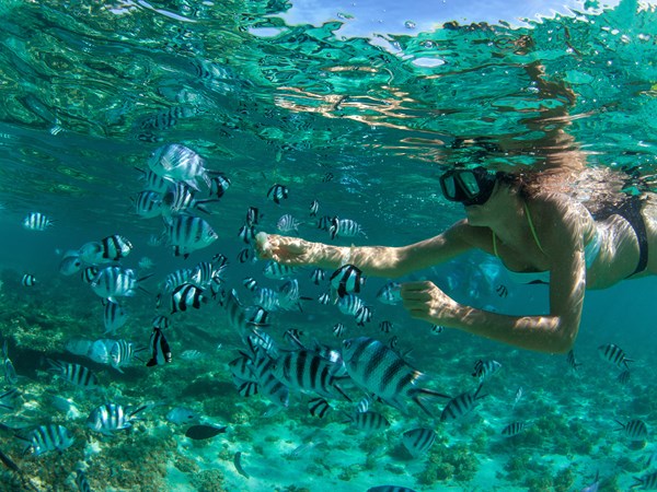 Rencontre avec les poissons tropicaux