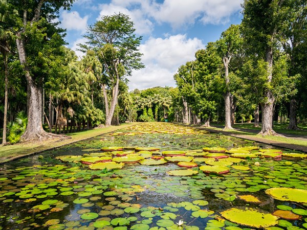 Le Jardin botanique de Pamplemousses