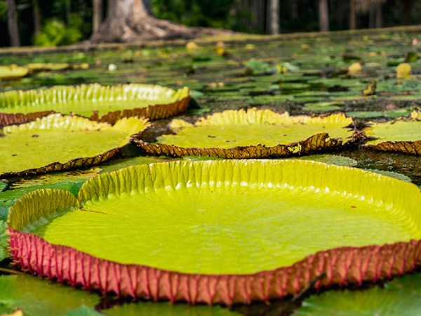 De magnifiques nénuphars