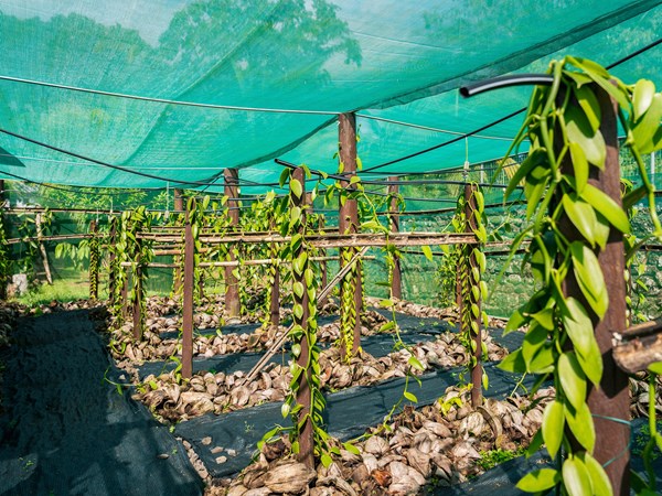 Découvrez une plantation de vanille
