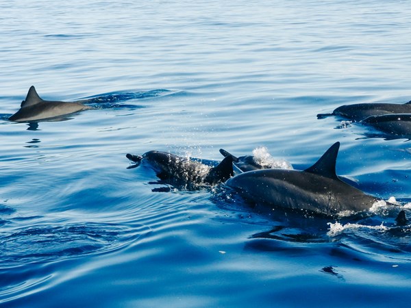 Partez observer les dauphins