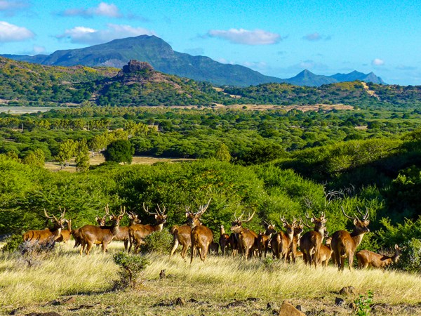Admirez les animaux au Casela World of Adventures