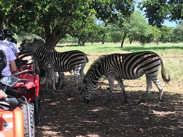 Prenez part à un safari en quad