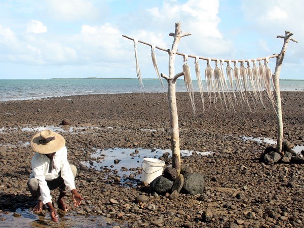 Les fameuses ourites de Rodrigues