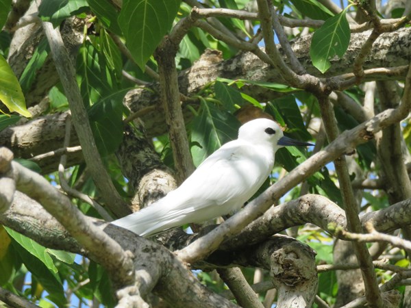 Les oiseaux de l'île aux Cocos