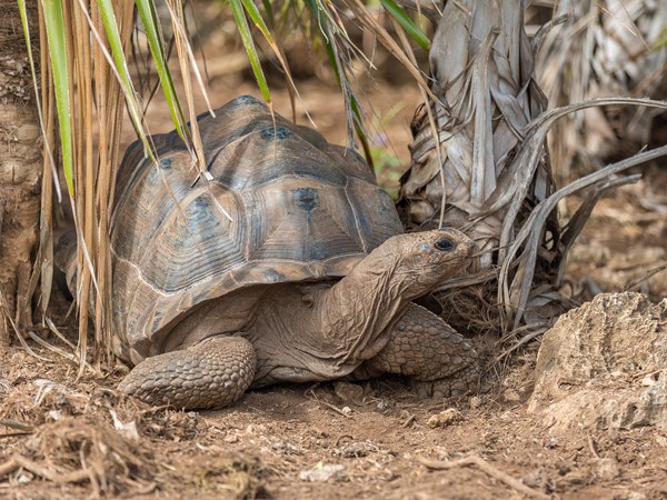 Les tortues de la réserve François Leguat