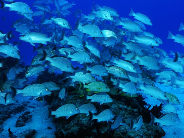 Découverte des fonds marins en plongée