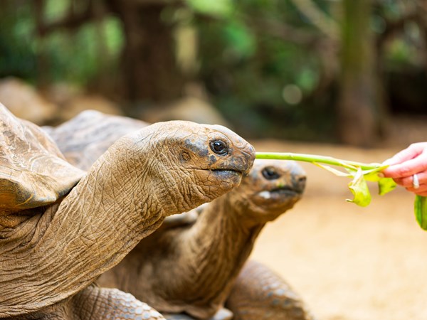 Les tortues de la Réserve des Mascareignes