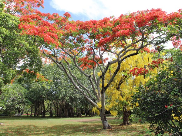 Jardin luxuriant et apaisant