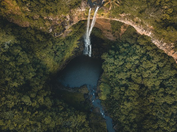 Une mémoire vivante de l’histoire naturelle de Maurice