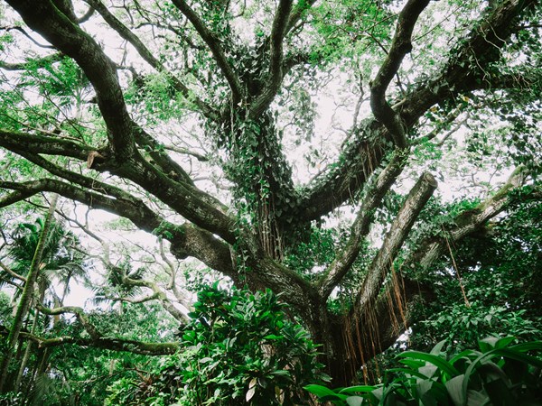 Découvrez vergers, arbres fruitiers et épices du Domaine