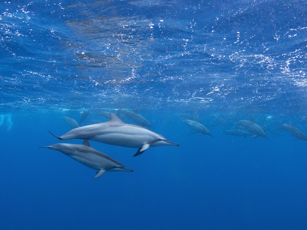 Rencontre magique avec les dauphins en mer
