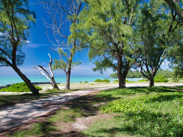 Sentier forestier d’Île aux Cerfs, beauté sauvage.