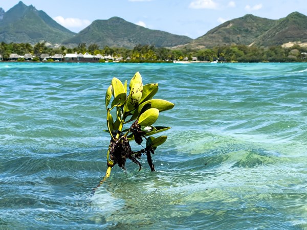 Mangroves dans un turquoise pur.