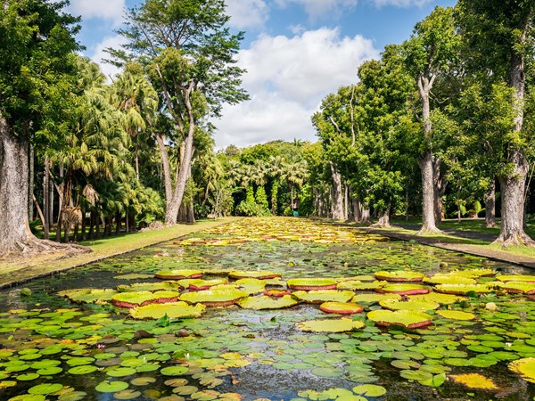 Les nénuphars du jardin de Pamplemousses