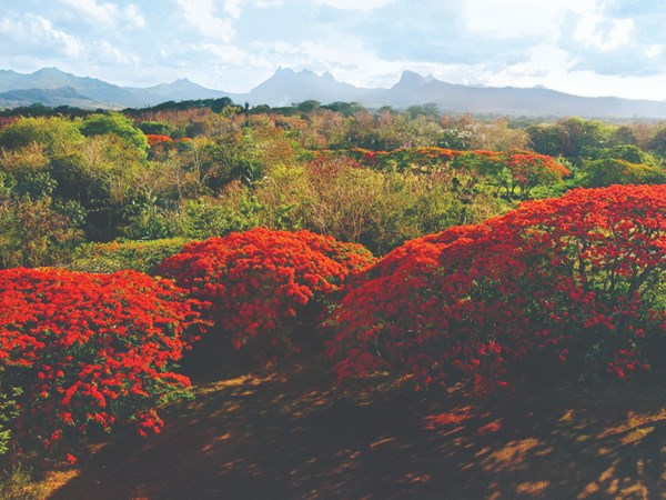 Une nature singulière