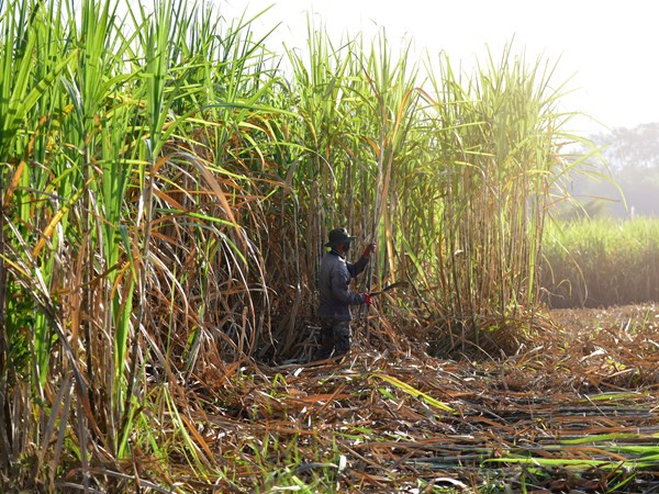 La canne à sucre, pilier durable de l’île