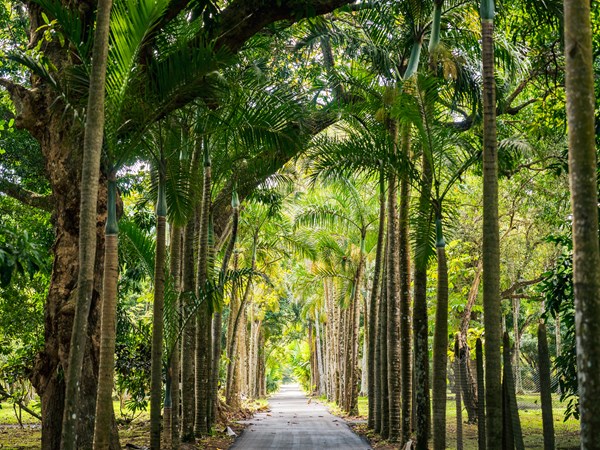 Le Jardin de Pamplemousses