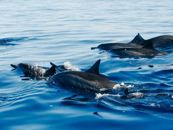 Rencontre avec les dauphins