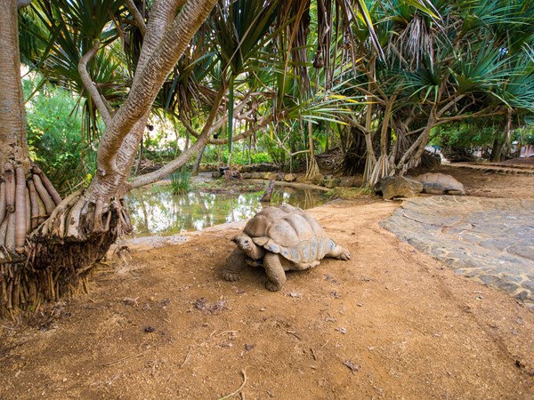 La Vanille Nature Park et ses célèbres tortues géantes