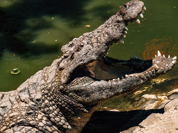 Crocodiles, fossiles et découvertes en famille