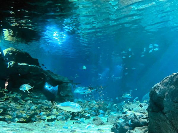 Découverte fascinante du monde marin à l'Odysseo Oceanarium