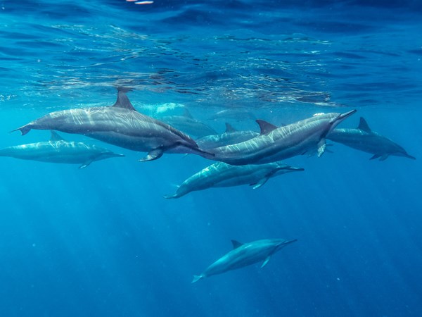 Observez les dauphins dans la baie de Tamarin