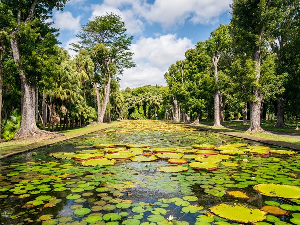 Un écrin botanique unique dans l'Océan Indien