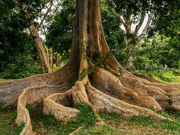 Chaque arbre est un témoin d’histoire