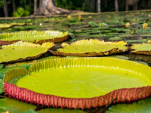 Les nénuphars géants Victoria amazonica