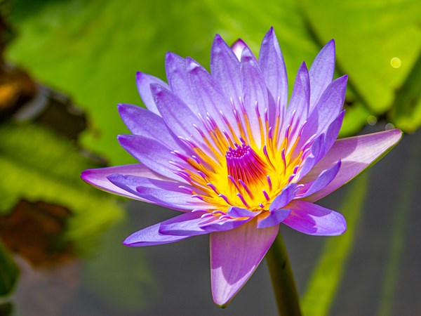 Des fleurs tropicales aux couleurs éclatantes