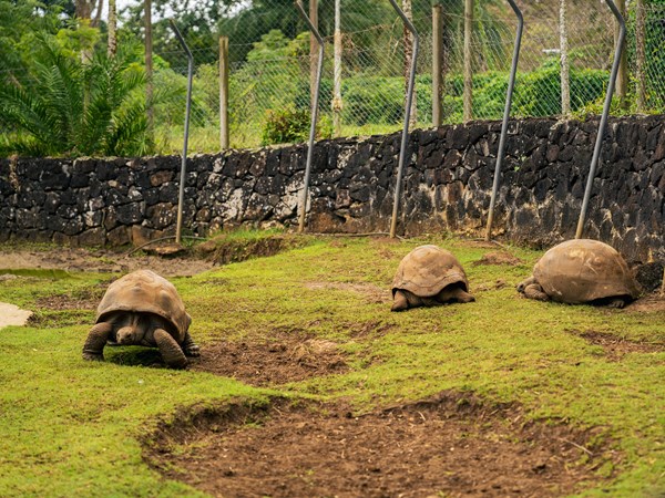 Les tortues terrestres