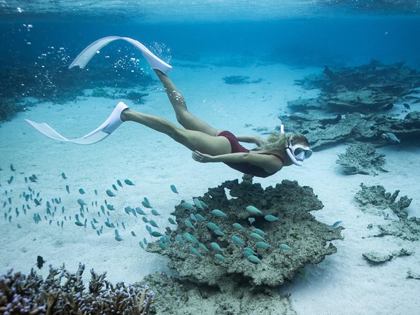 Snorkeling parmi les poissons et les coraux