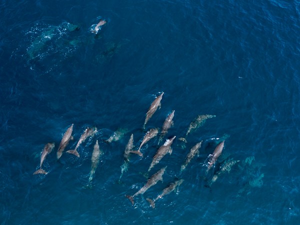 Rencontre magique avec les dauphins