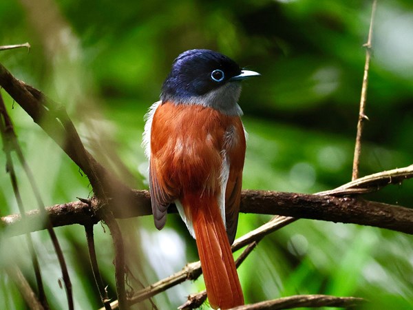 Observer la richesse de la biodiversité endémique de l’île