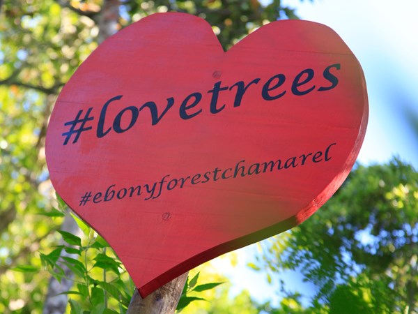 Le Love Tree, un geste symbolique tourné vers les générations futures