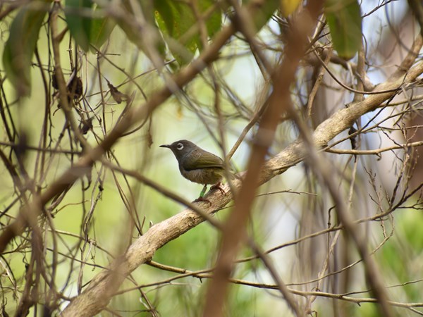 Ebony Forest, gardienne de la faune endémique
